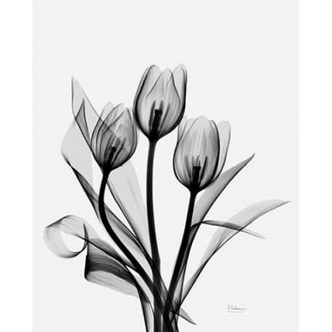 Three Gray Tulips H14 Poster Print by Albert Koetsier-VARPDXAK5RC009C Image 1