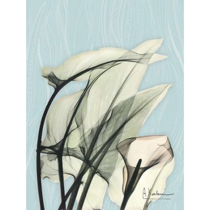 Calla Lily Leaves Poster Print by Albert Koetsier-VARPDXAK5RC036A Image 1