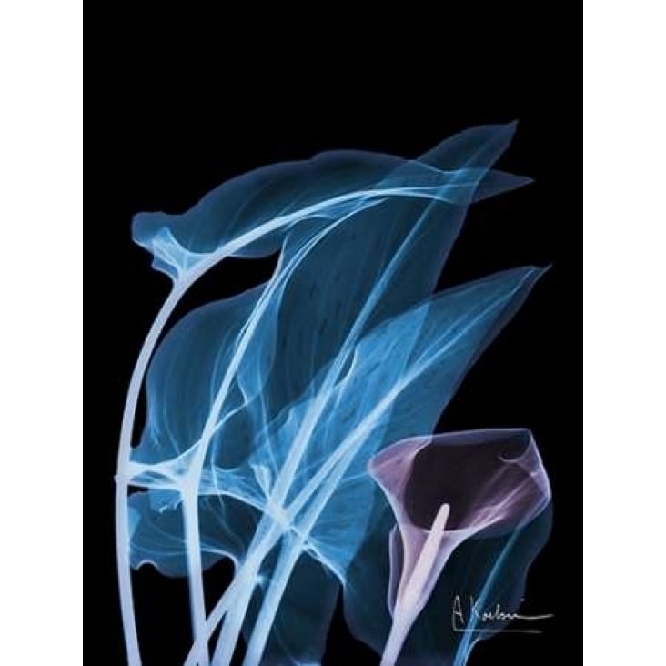 Blue Purple Calla Poster Print by Albert Koetsier-VARPDXAK5RC036D Image 1