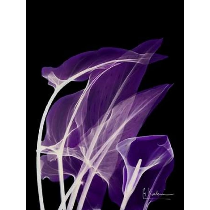 Purple Calla Poster Print by Albert Koetsier-VARPDXAK5RC036C Image 1