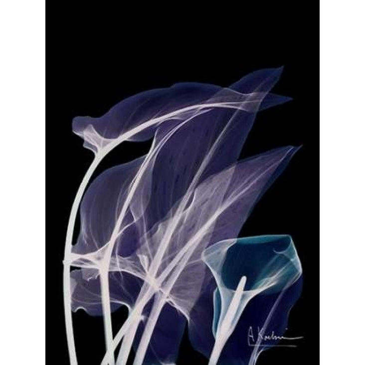 Lily Xray Poster Print by Albert Koetsier-VARPDXAK5RC036B Image 2