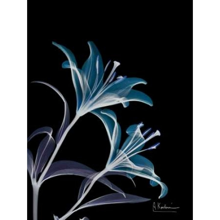 Lily L145 Poster Print by Albert Koetsier-VARPDXAK5RC037 Image 1