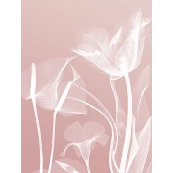 Pink Flora 5 Poster Print by Albert Koetsier-VARPDXAK5RC108F2 Image 1