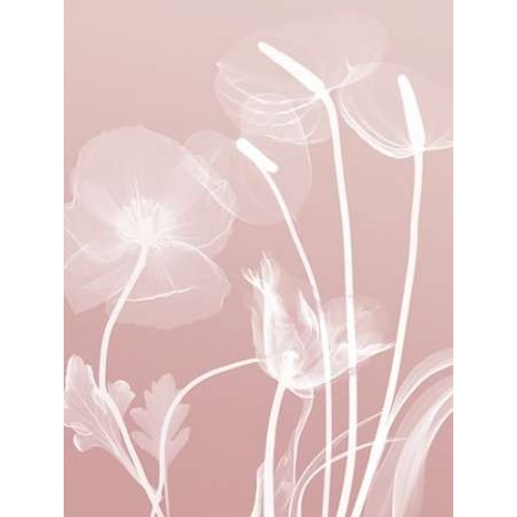 Pink Flora 6 Poster Print by Albert Koetsier-VARPDXAK5RC108H2 Image 2