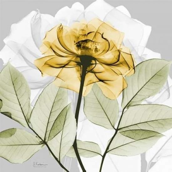 Rose in Gold 3 Poster Print by Albert Koetsier-VARPDXAK5SQ025F Image 1