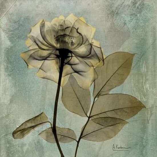 Rose Poster Print by Albert Koetsier-VARPDXAK5SQ001C Image 2