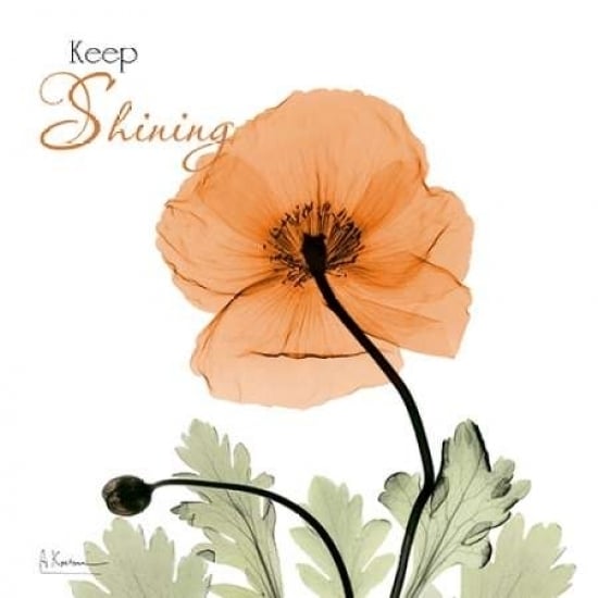 Keep Shining Iceland Poppy Poster Print by Albert Koetsier-VARPDXAK5SQ027A2 Image 2