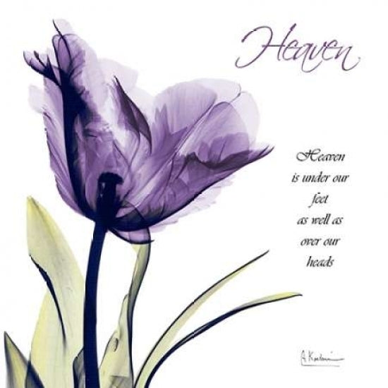 Tulip Heaven Poster Print by Albert Koetsier-VARPDXAK5SQ099C Image 1