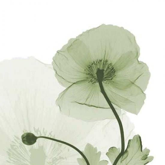 Sage Iceland Poppy Poster Print by Albert Koetsier-VARPDXAK5SQ107D Image 1