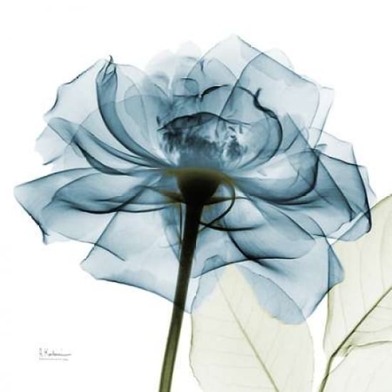 Teal Rose Poster Print by Albert Koetsier-VARPDXAK5SQ359A2 Image 1