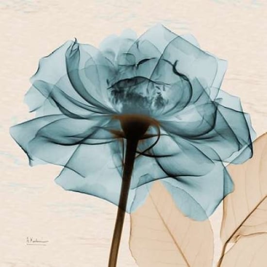 Teal Rose Poster Print by Albert Koetsier-VARPDXAK5SQ359C Image 2