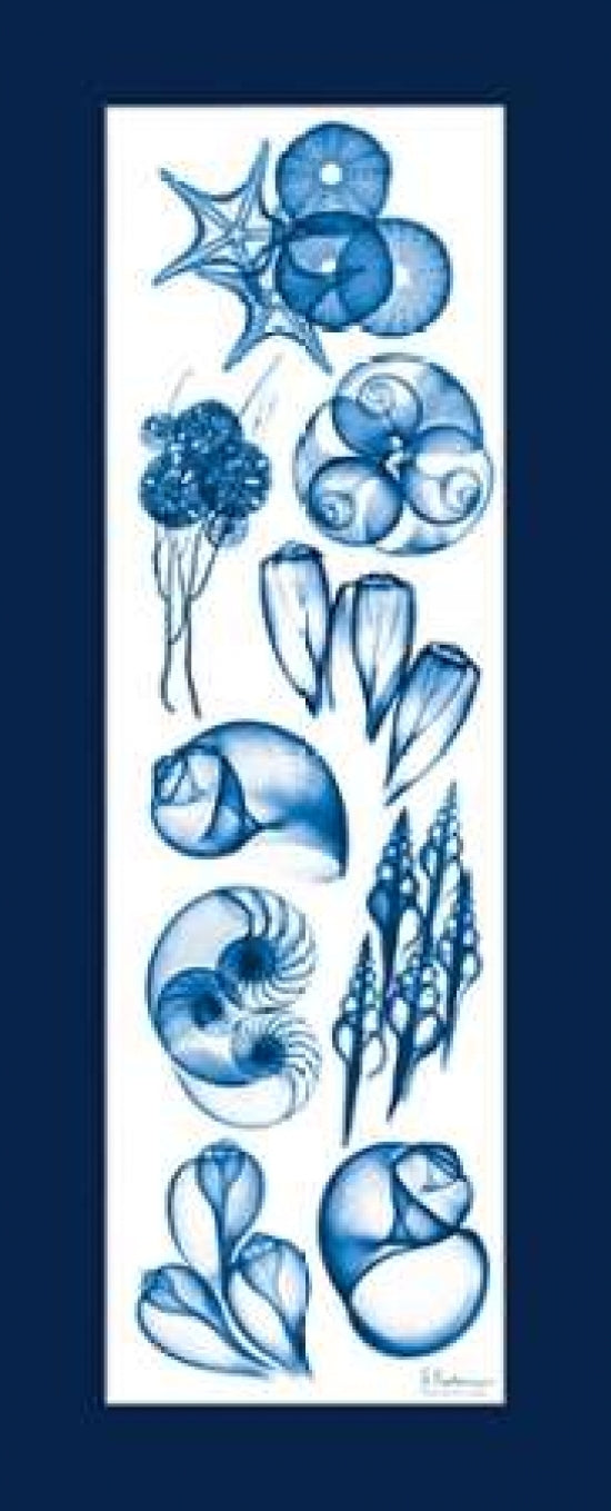 Sealife Blue Mate Poster Print by Albert Koetsier-VARPDXAK7PL030B2 Image 1