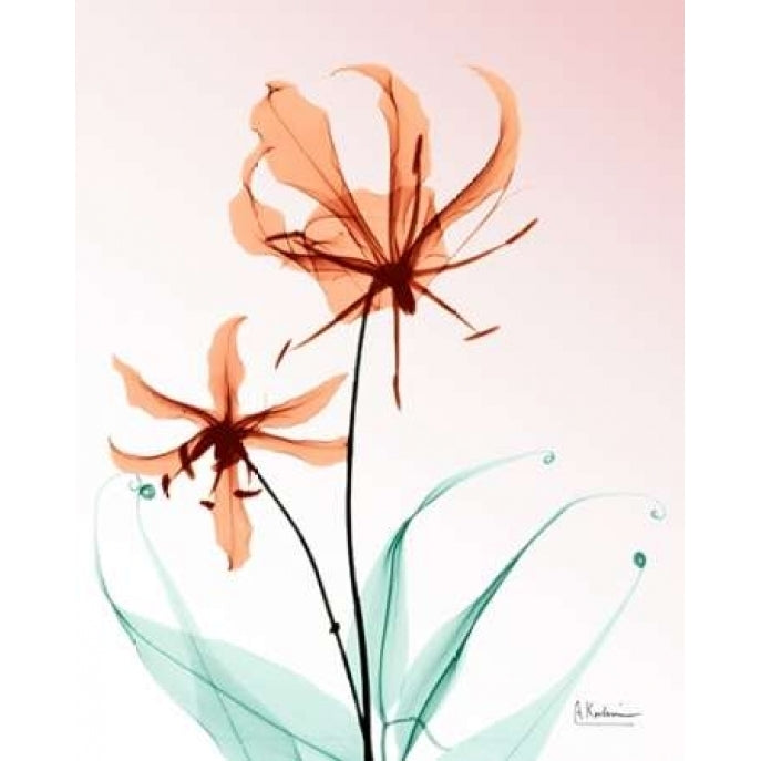 Gloriosa Lily Corals Poster Print by Albert Koetsier-VARPDXAK7RC036A Image 2