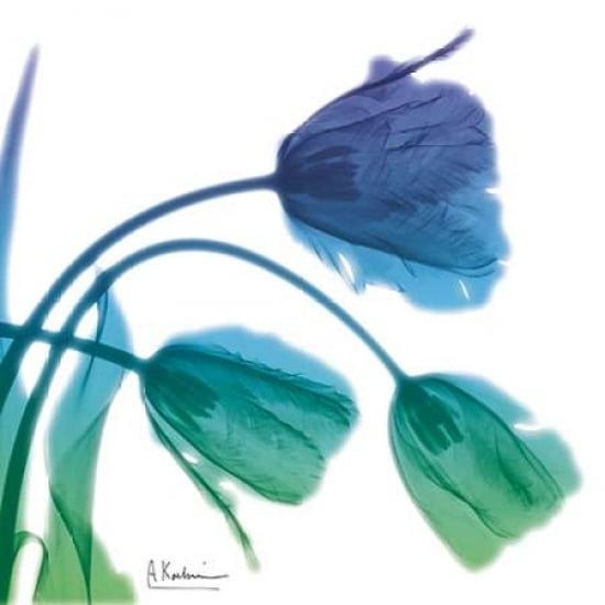 Tulips L83 Turq Blue Poster Print by Albert Koetsier-VARPDXAK7SQ019C Image 1