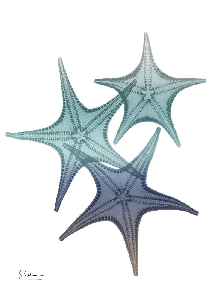 Starfish Ombre 2 by Albert Koetsier-VARPDXAK8RC001B Image 1