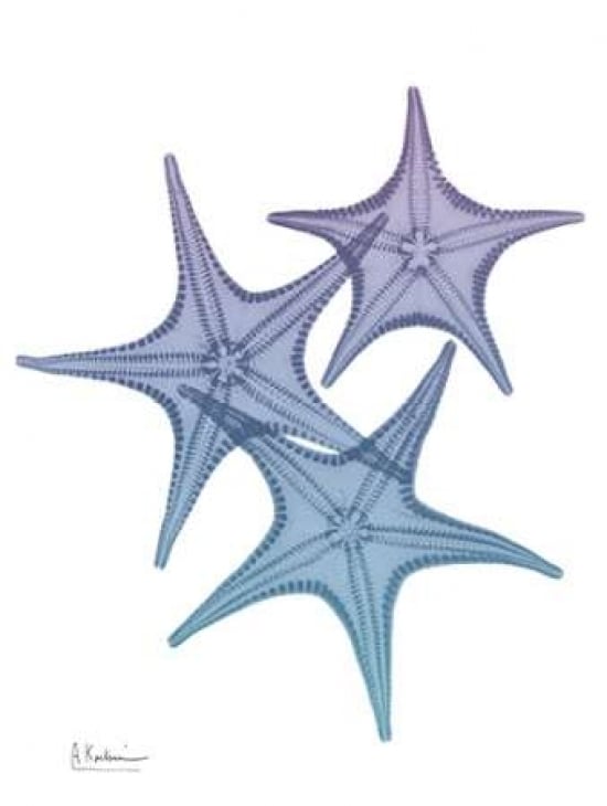 Lavender Splashed Starfish 2 Poster Print by Albert Koetsier-VARPDXAK8RC001B2 Image 1