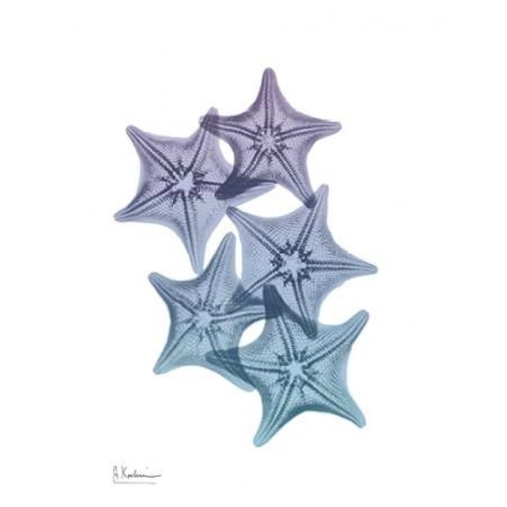 Lavender Splashed Starfish 1 Poster Print by Albert Koetsier-VARPDXAK8RC001A2 Image 1