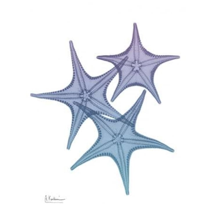 Lavender Splashed Starfish 2 Poster Print by Albert Koetsier-VARPDXAK8RC001B2 Image 2