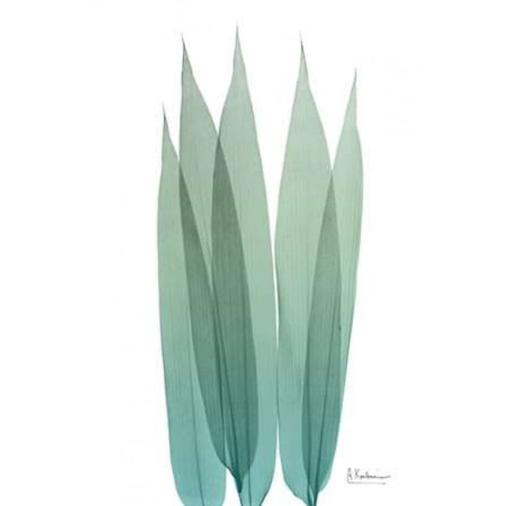 Radiant Bamboo Leaf 1 Poster Print by Albert Koetsier-VARPDXAK8RC006A Image 1