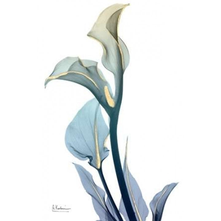 Gold Splash Calla Lily 1 Poster Print by Albert Koetsier-VARPDXAK8RC015A Image 1