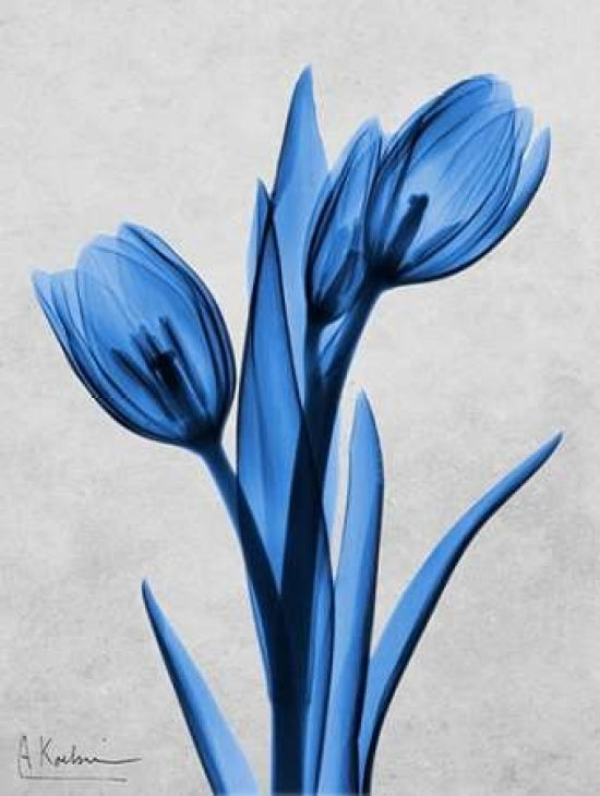 Midnight Tulips Poster Print by Albert Koetsier-VARPDXAK8RC019A Image 1