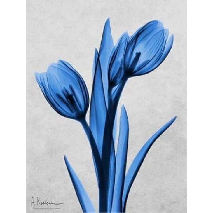 Midnight Tulips Poster Print by Albert Koetsier-VARPDXAK8RC019A Image 2