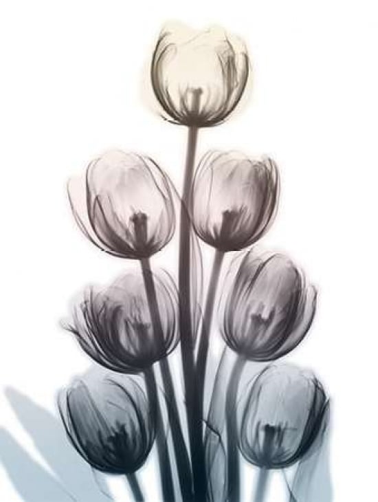 Springing Tulips Poster Print by Albert Koetsier-VARPDXAK8RC026A Image 1