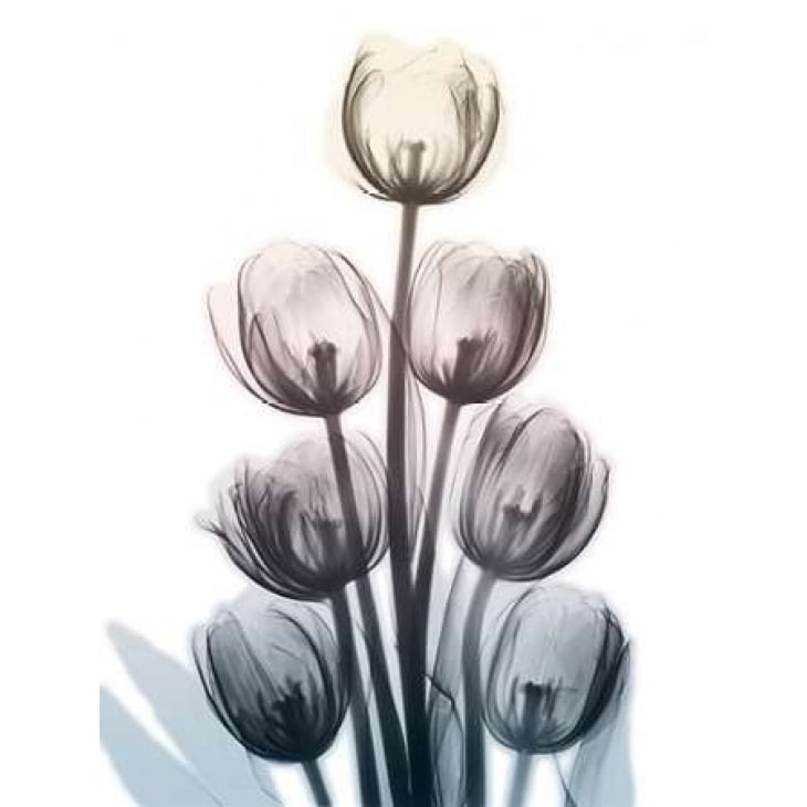 Springing Tulips Poster Print by Albert Koetsier-VARPDXAK8RC026A Image 2