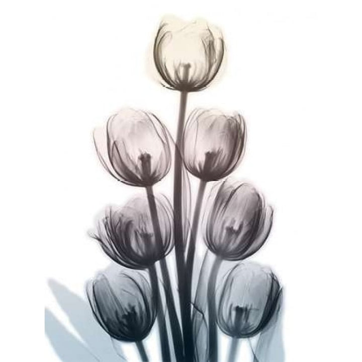 Springing Tulips Poster Print by Albert Koetsier-VARPDXAK8RC026A Image 1