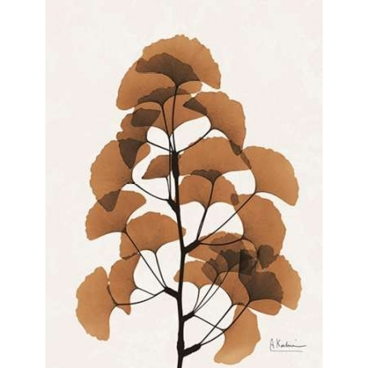 Aged Ginko Poster Print by Albert Koetsier -VARPDXAK8RC027B Image 1