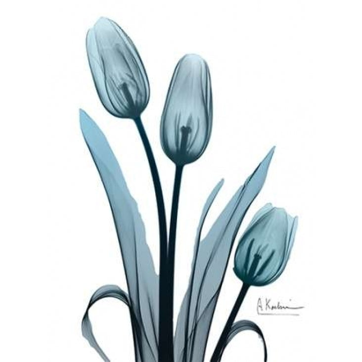 Midnight Sky Tulip Trio Poster Print by Albert Koetsier-VARPDXAK8RC038A Image 2