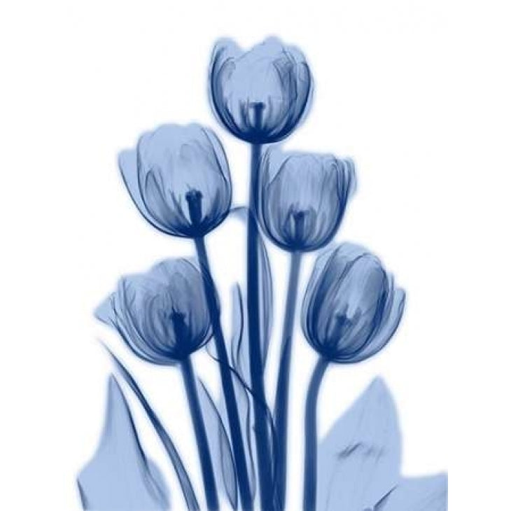 Indigo Spring Tulips 2 Poster Print by Albert Koetsier-VARPDXAK8RC028B Image 1