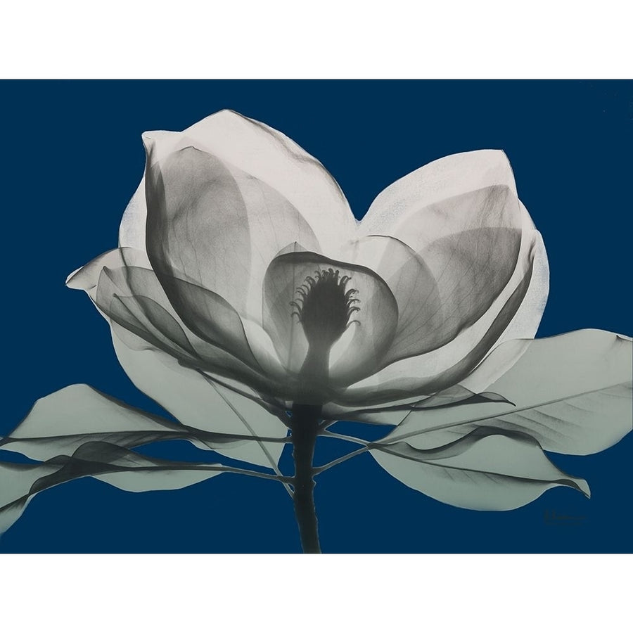 Navy Magnolia 1 Poster Print by Albert Koetsier-VARPDXAK8RC039B5 Image 1