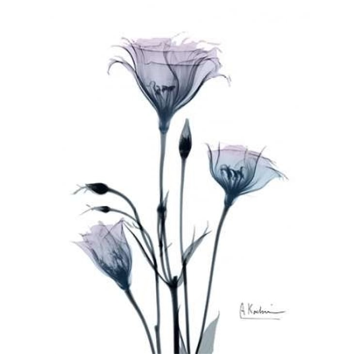 Midnight Gentian 2 Poster Print by Albert Koetsier-VARPDXAK8RC057B Image 2