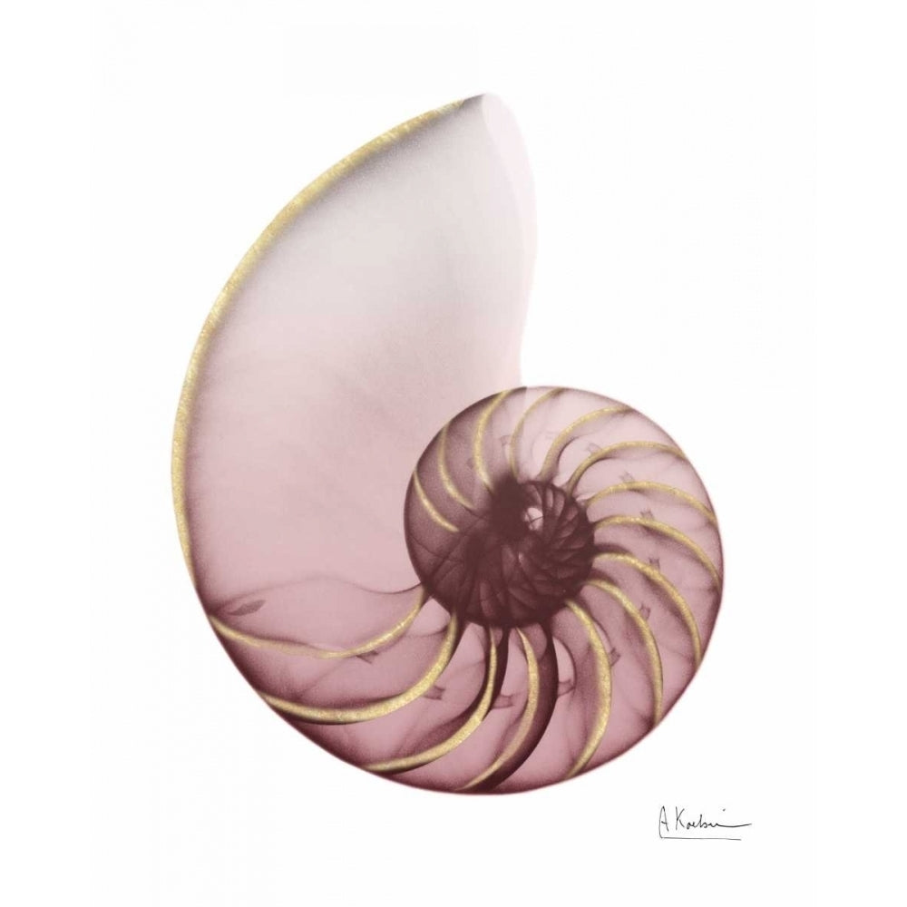 Shimmering Blush Snail 1 Poster Print by Albert Koetsier-VARPDXAK8RC052A Image 1