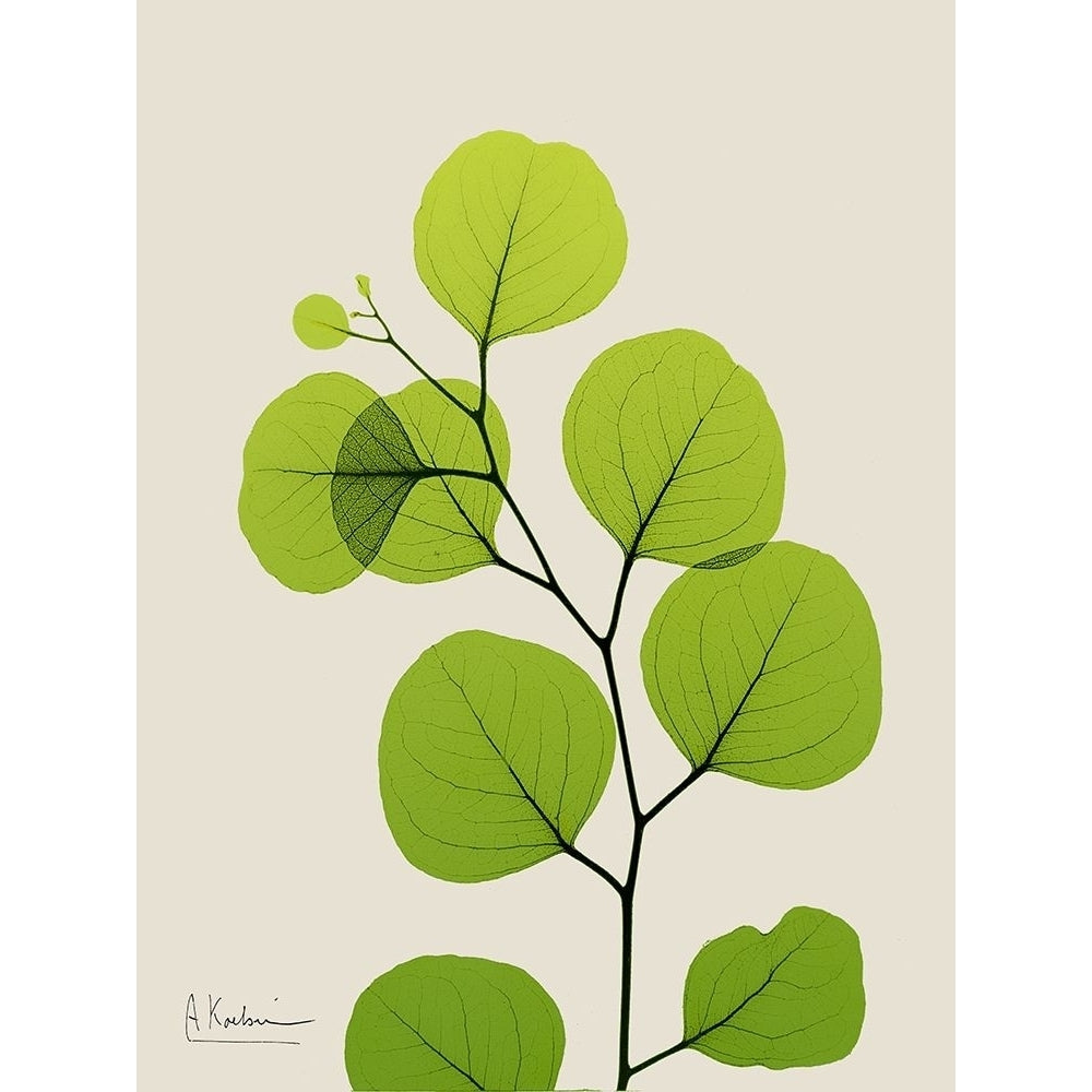 Natural Greenery 3 Poster Print by Albert Koetsier-VARPDXAK8RC076C Image 1