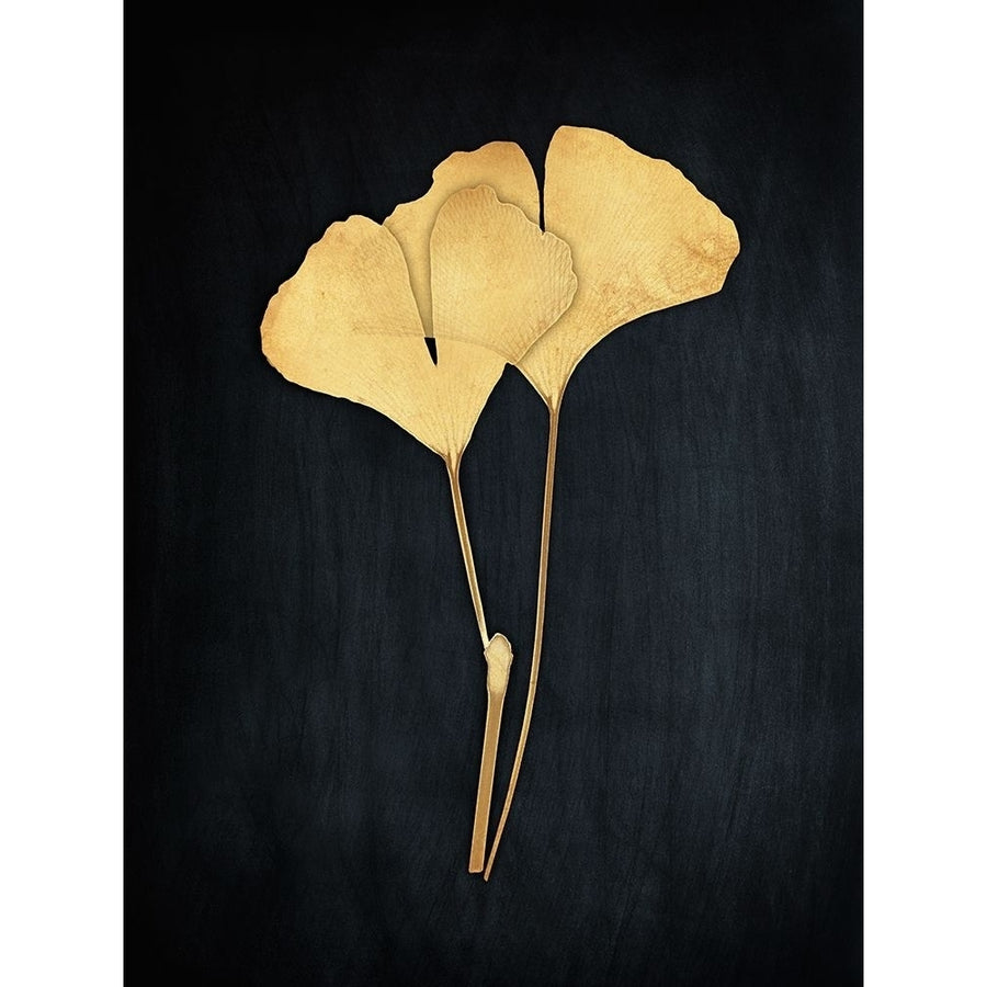 Midas Ginkgo i by Albert Koetsier-VARPDXAK8RC101A Image 1