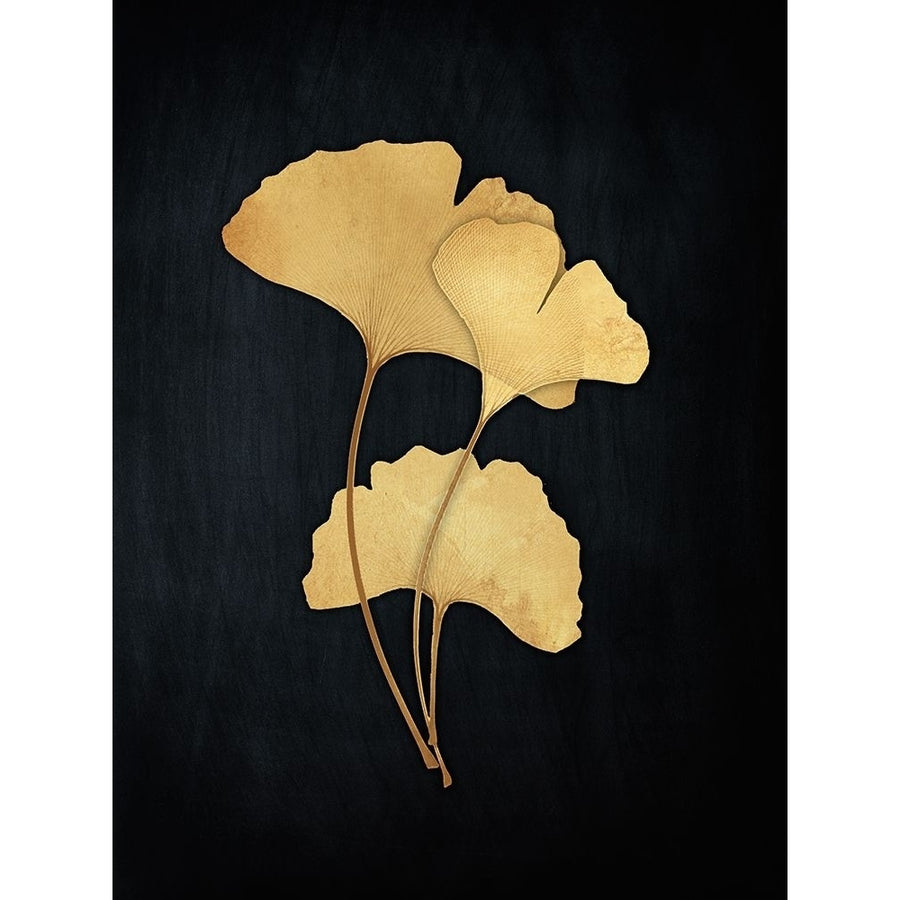 Midas Ginkgo 2 by Albert Koetsier-VARPDXAK8RC101B Image 1