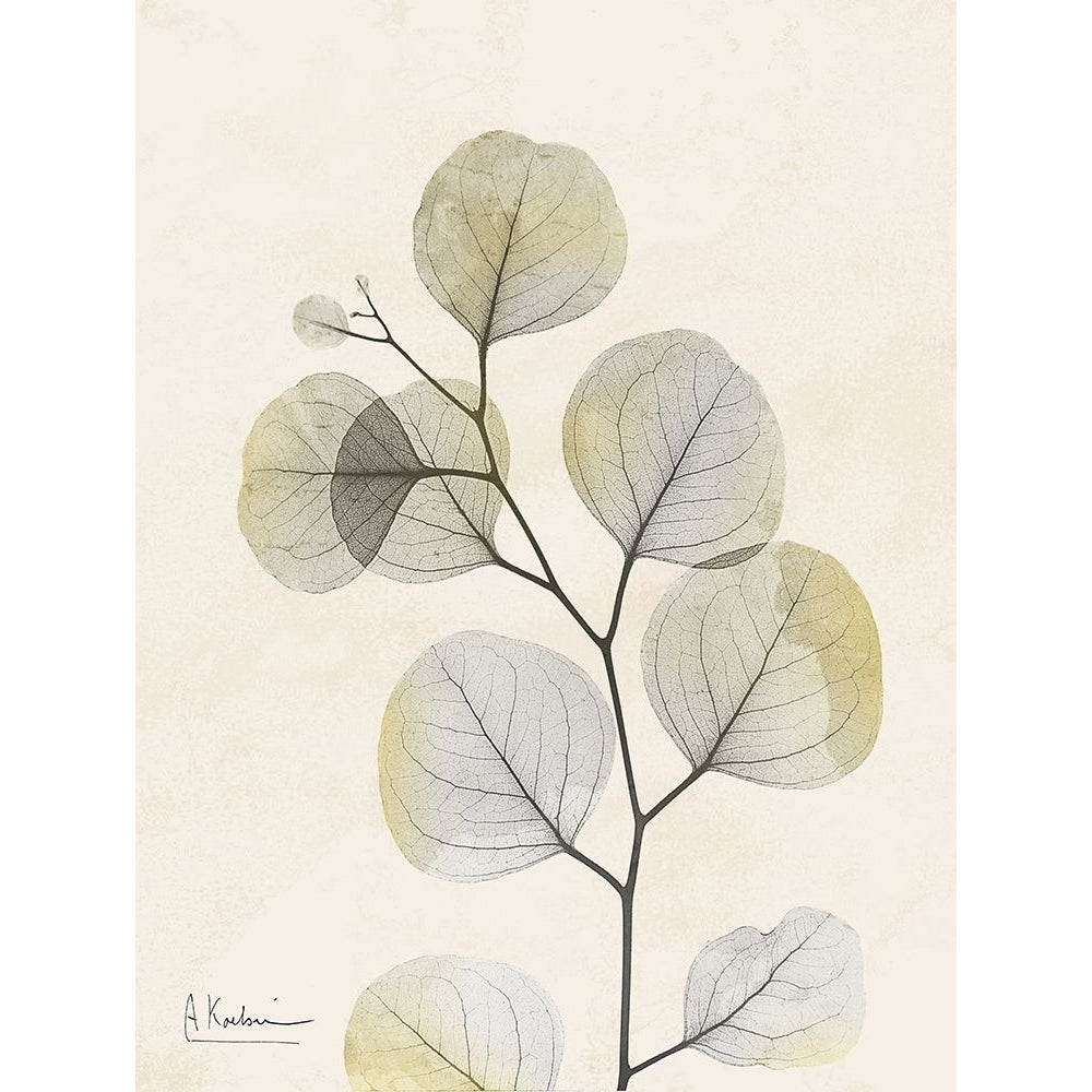 Sunkissed Eucalyptus 3 Poster Print by Albert Koetsier-VARPDXAK8RC190E Image 1