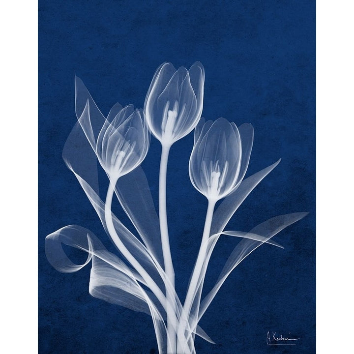 Ecto Indigo Tulips Poster Print by Albert Koetsier-VARPDXAK8RC205A Image 2