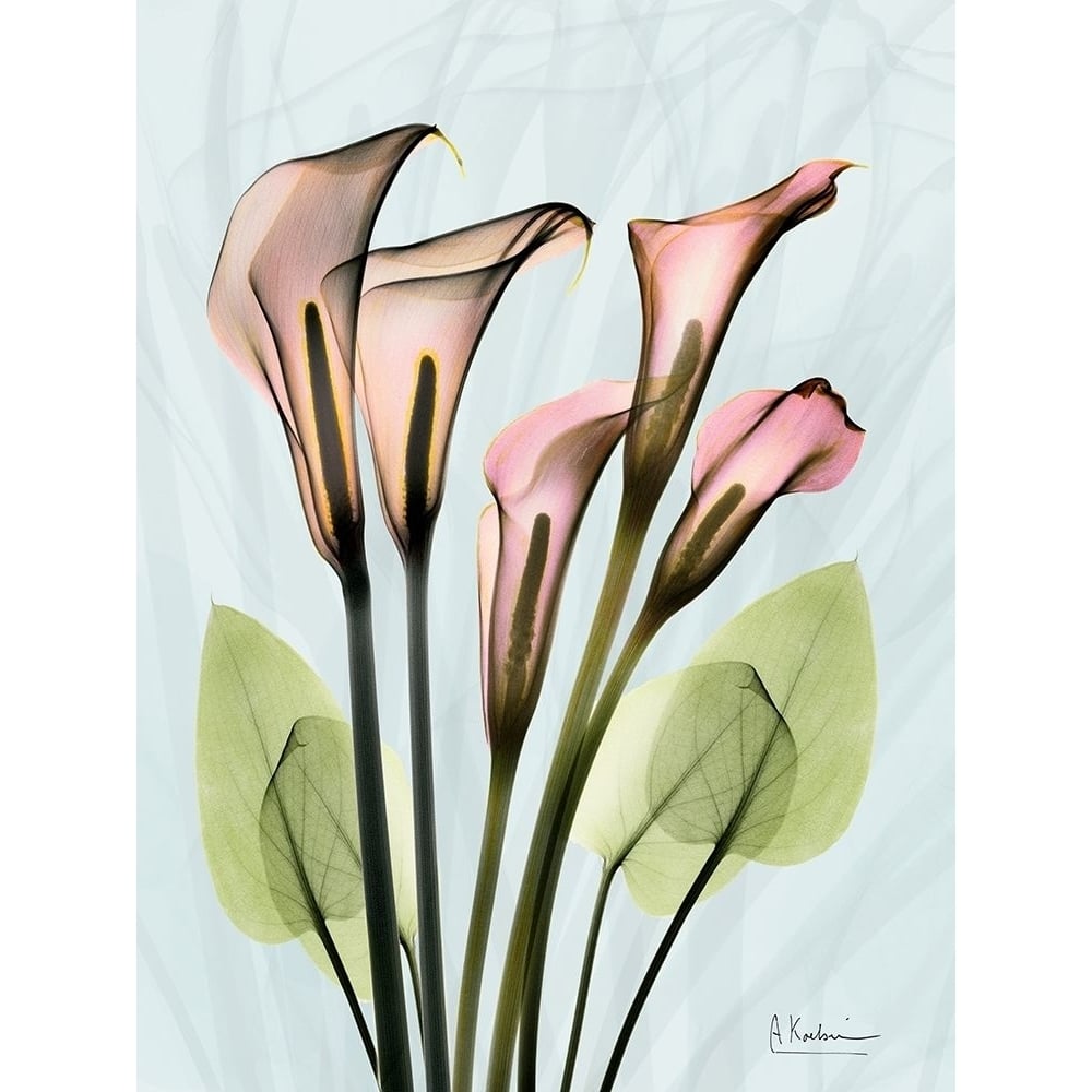 Calla Lily Crystalis 1 Poster Print by Albert Koetsier-VARPDXAK8RC333A Image 1