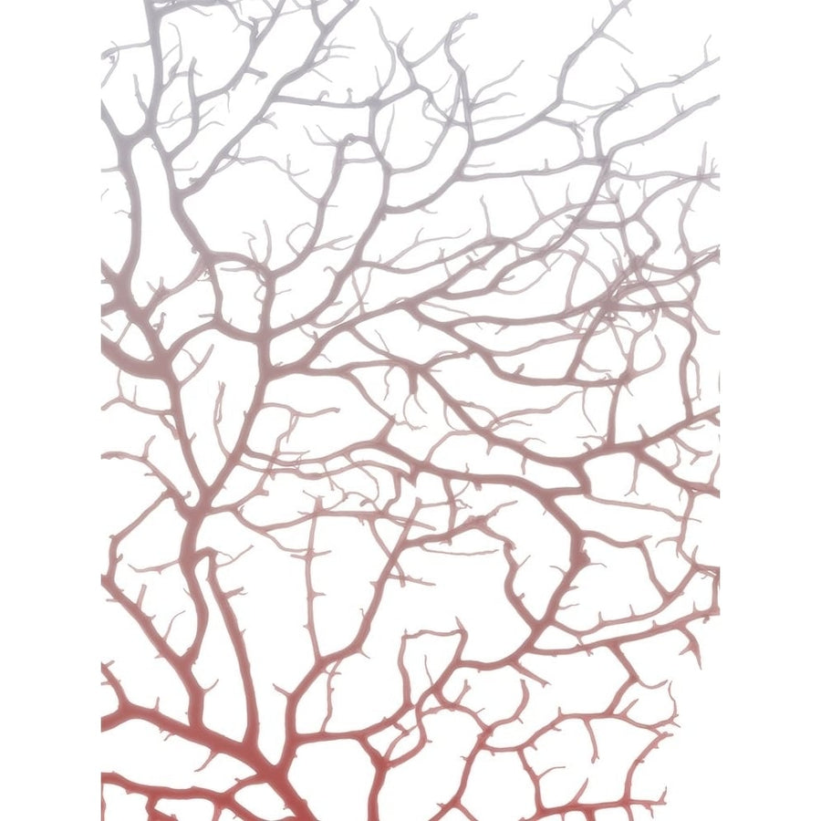 Coral Sea Fan 1 Poster Print by Albert Koetsier-VARPDXAK8RC330A Image 1