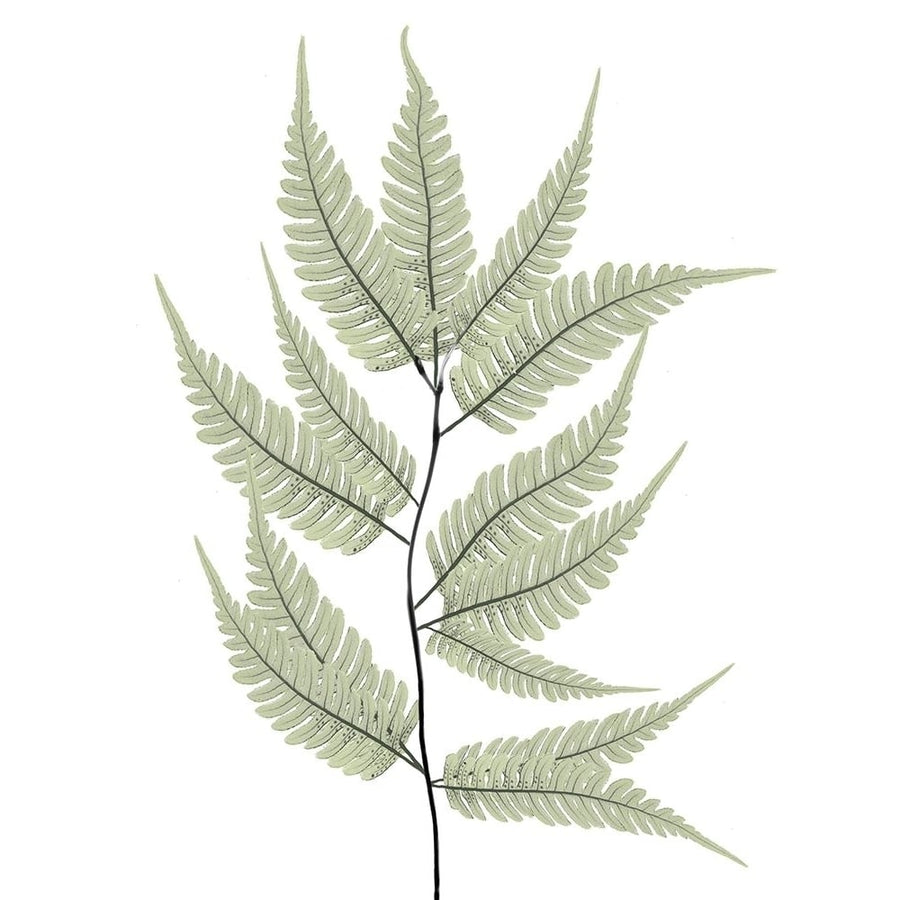 Fern Tree by Albert Koetsier-VARPDXAK8RC420A Image 1