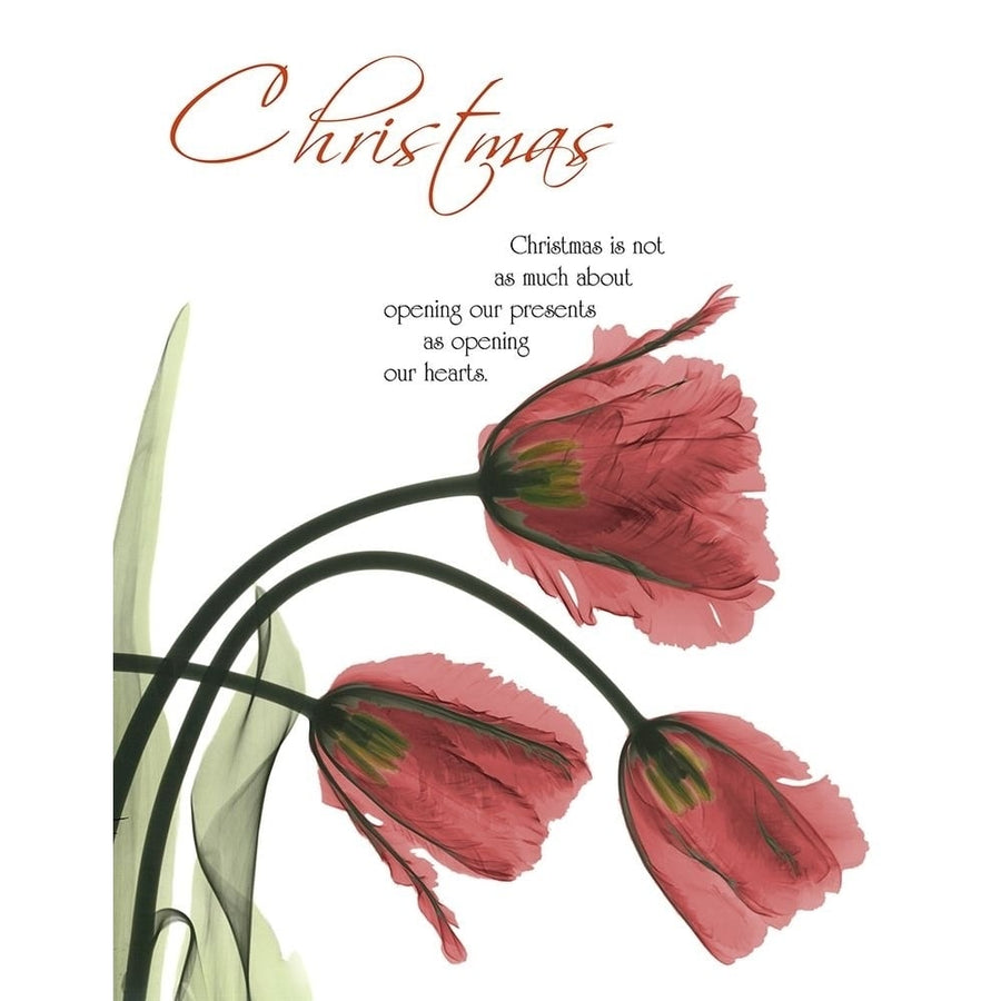 Christmas Tulips 1 Poster Print by Albert Koetsier-VARPDXAK8RC576A Image 1