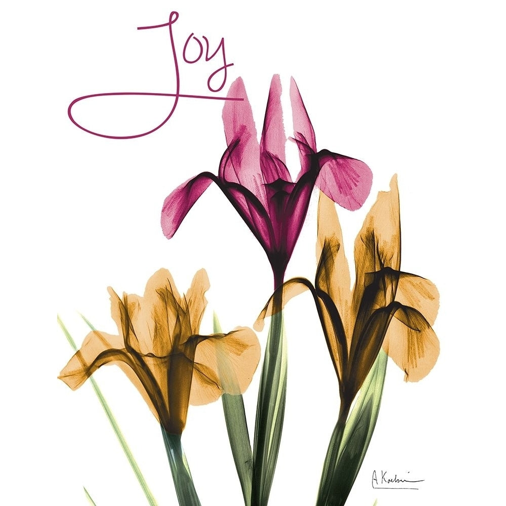 Joyful Iris Poster Print by Albert Koetsier-VARPDXAK8RC577J Image 1