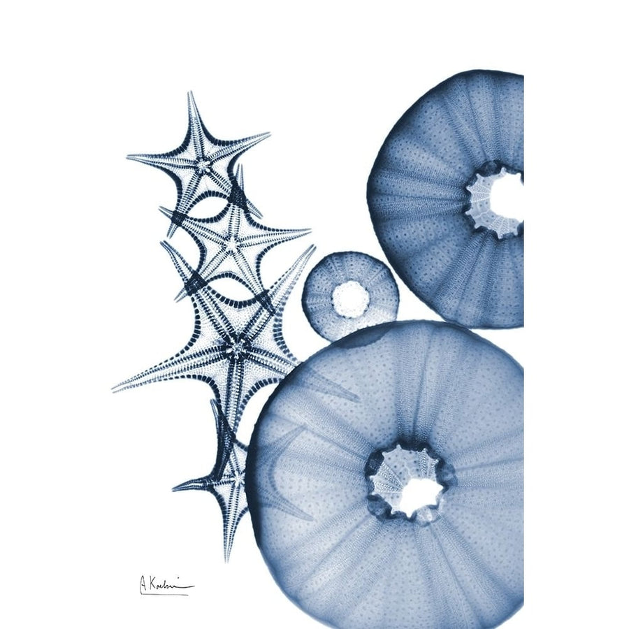 Indigo Aquatic Universe 1 Poster Print by Albert Koetsier-VARPDXAK8RC579A Image 1