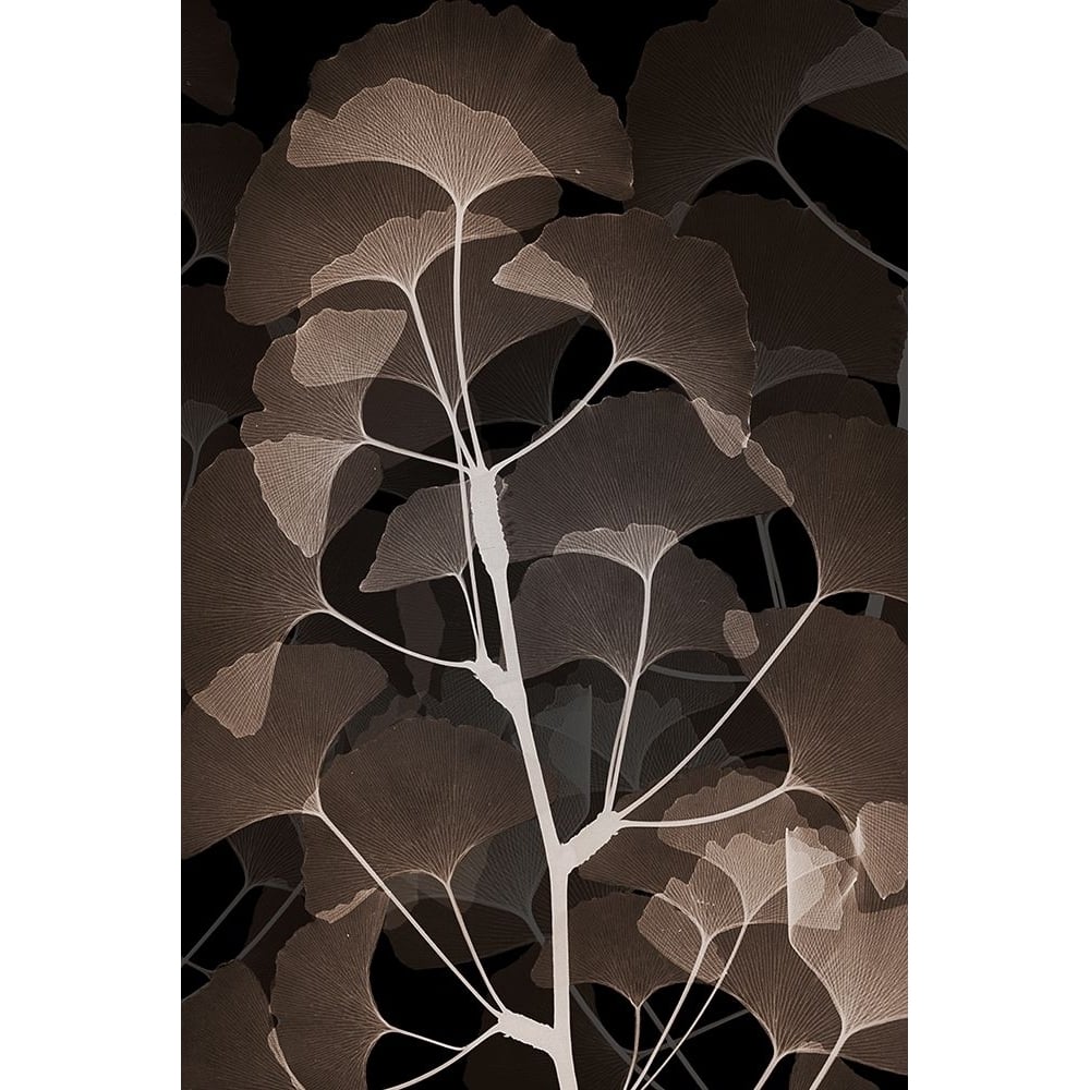 Cocoa Ginko 1 Poster Print by Albert Koetsier-VARPDXAK8RC585A Image 1