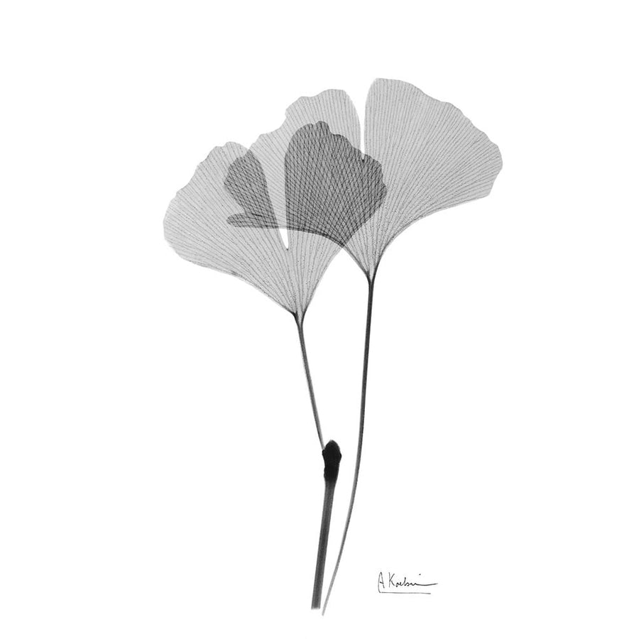 Inverted Ginko 4 Poster Print by Albert Koetsier-VARPDXAK8RC595D Image 1