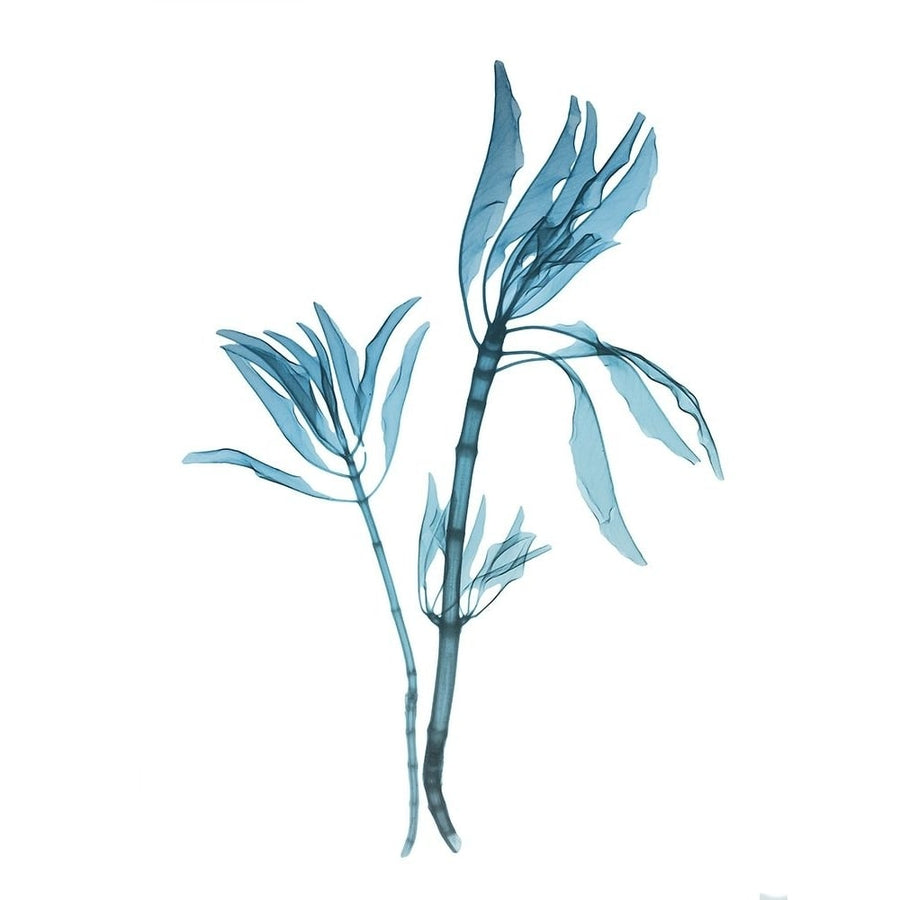 Blue Leucadendron by Albert Koetsier-VARPDXAK8RC632A Image 1