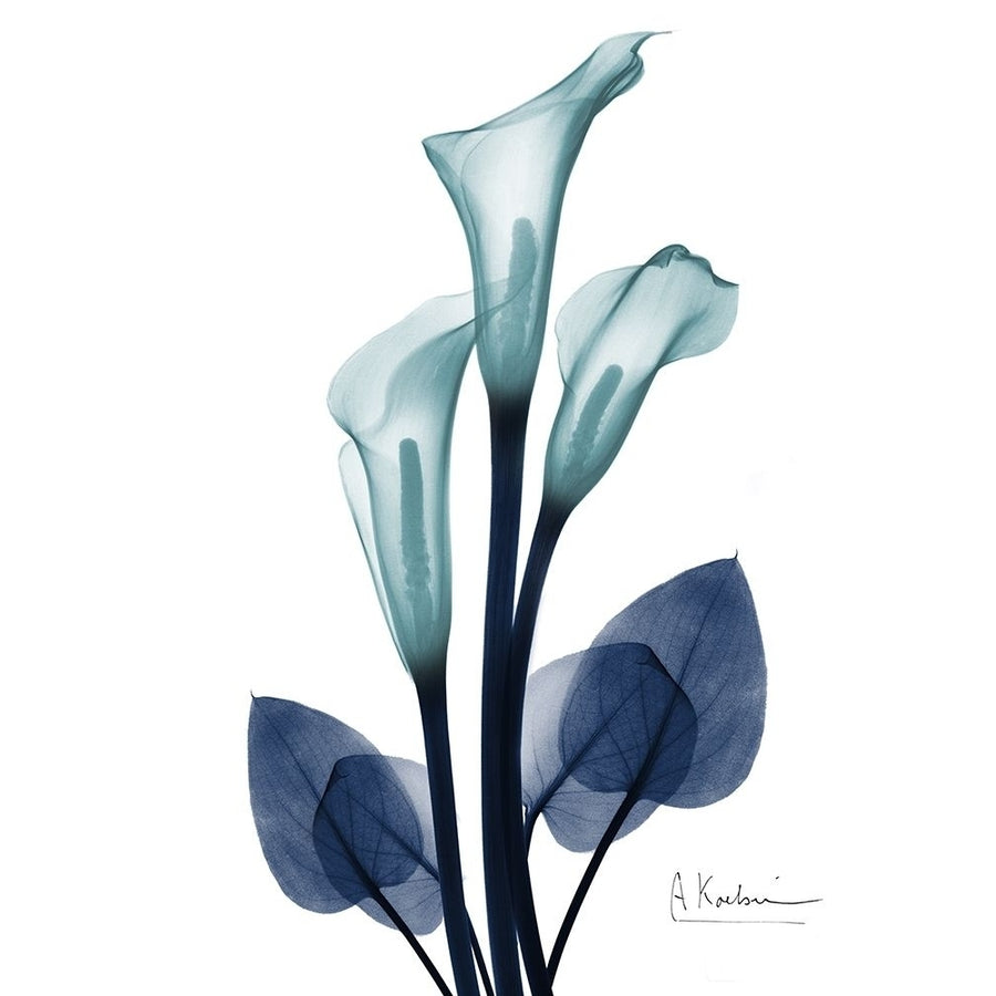 Midnight Calla Lily 1 by Albert Koetsier-VARPDXAK8RC622A Image 1